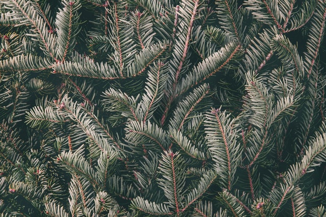 Fraser Fir, op. 3
