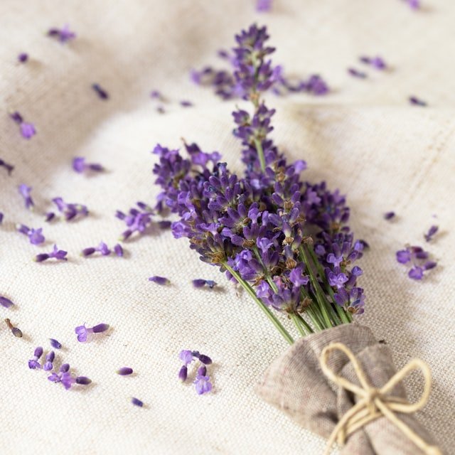Lavender, op. 1