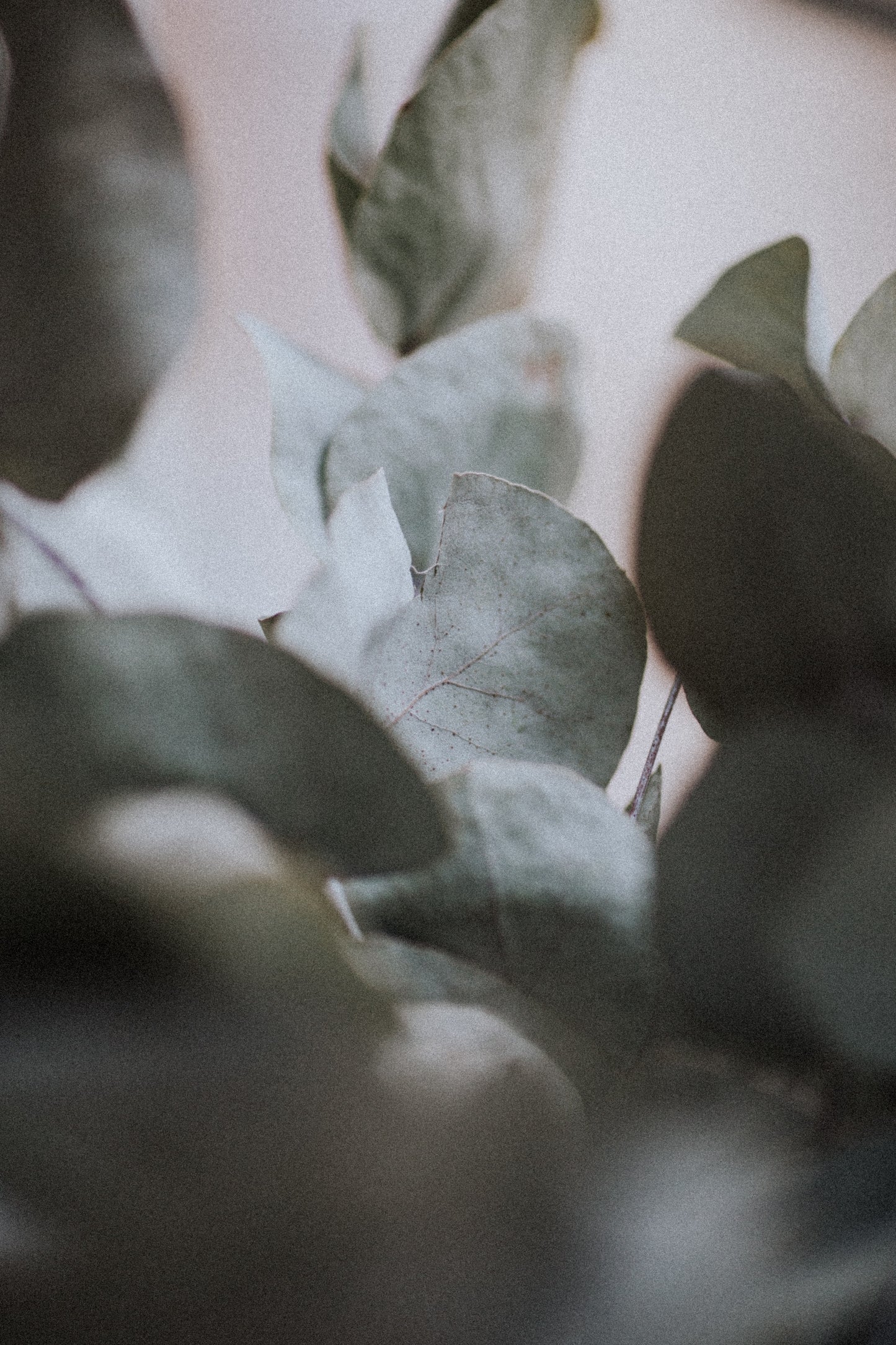 White Eucalyptus, op. 18