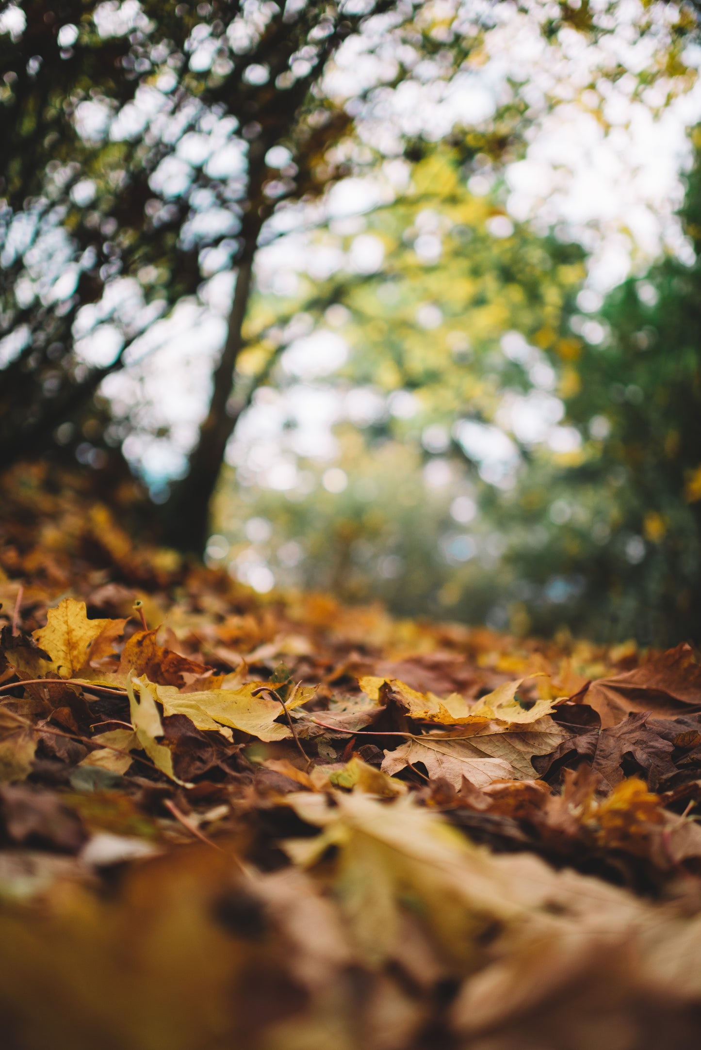 Fallen Leaves, op. 14