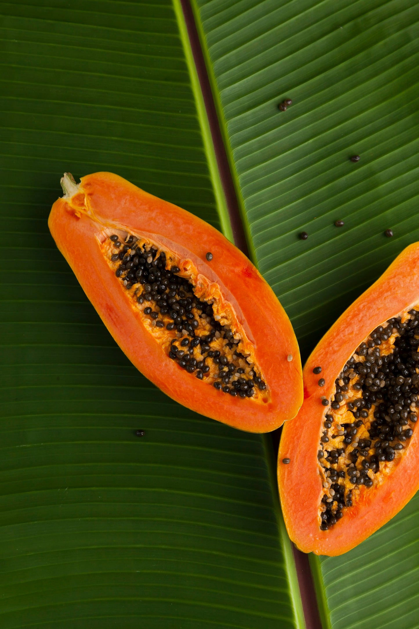 Papaya Sunset, op. 21